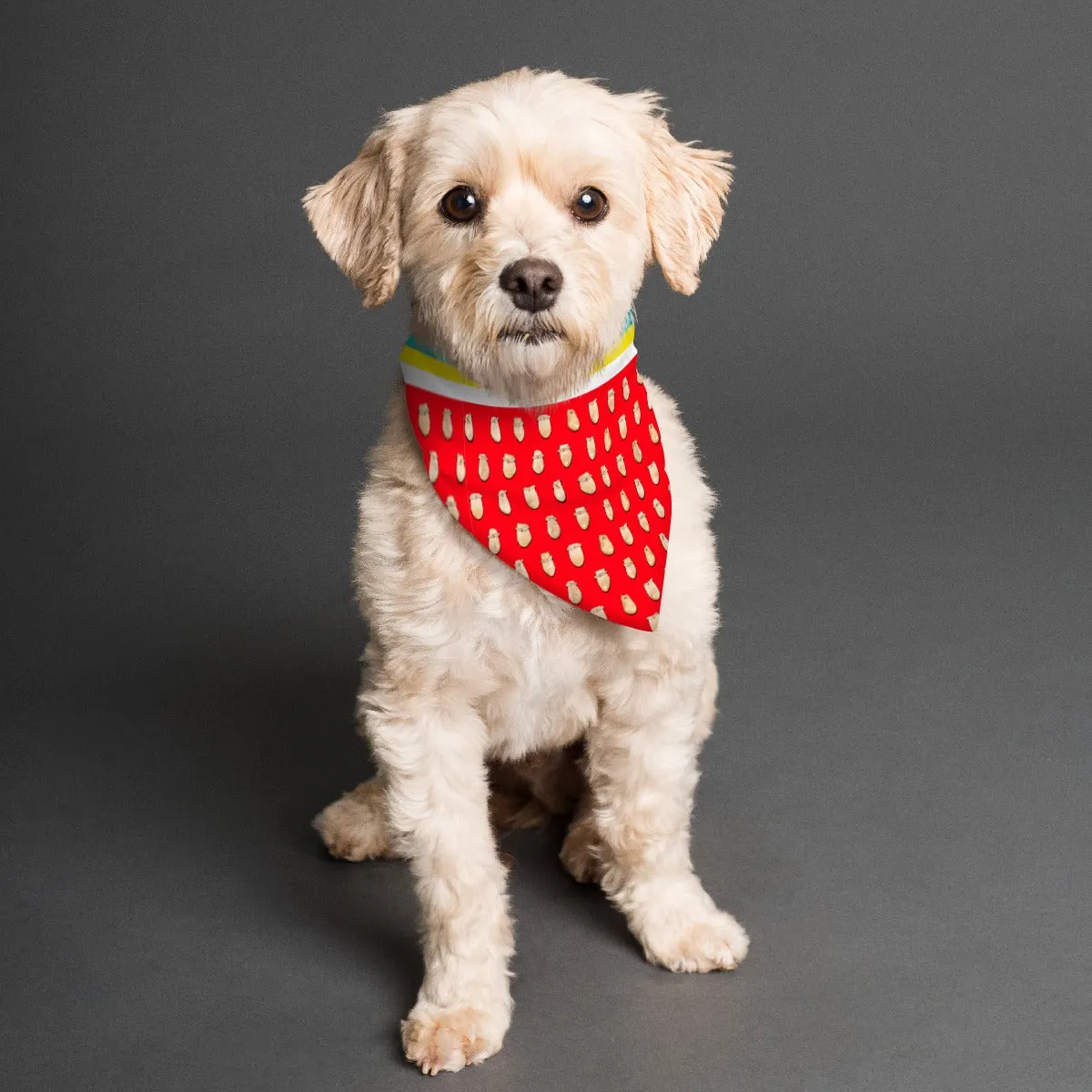 Elk Teeth on Red Pet's Scarf